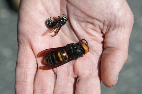 us science asian hornets