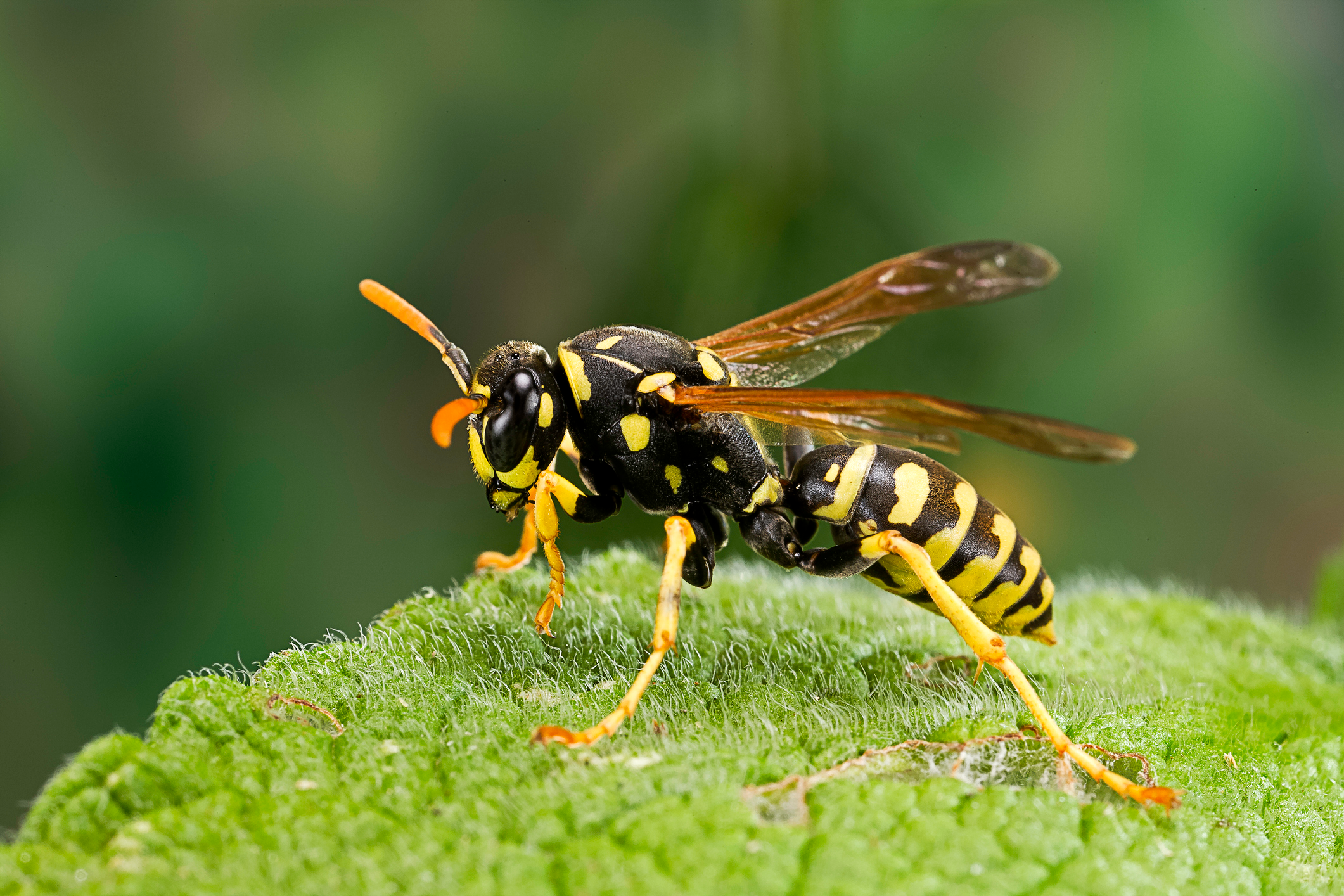 black wasps with yellow stripes