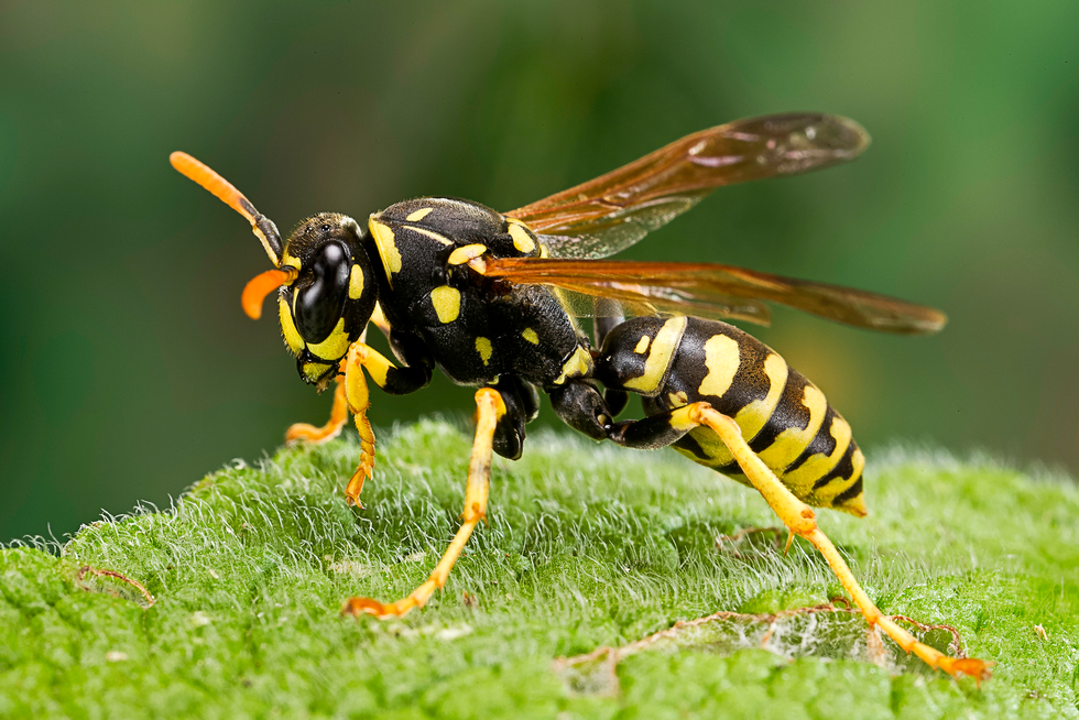 wasp on greenery