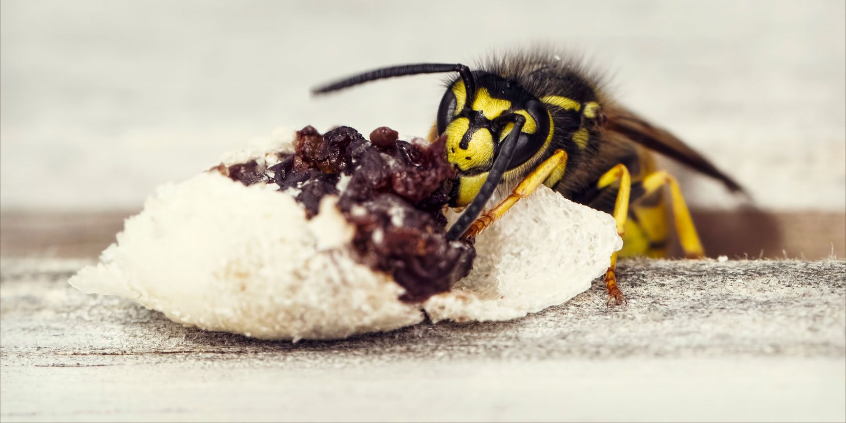 Wasp on food