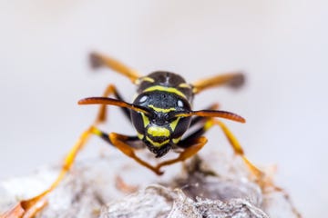 Yellowjacket Wasp Insect on Nest