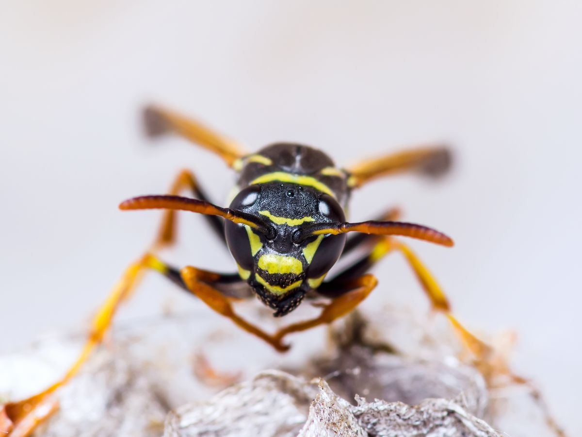 https://hips.hearstapps.com/hmg-prod/images/wasp-insect-on-nest-macro-royalty-free-image-860250200-1532612484.jpg?crop=0.889xw:1xh;center,top&resize=1200:*