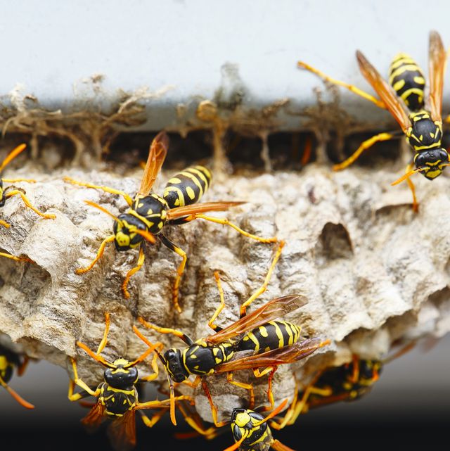 wasps in house at night