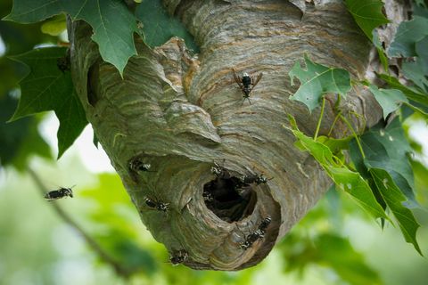 bee wasp hornet difference wasp nest