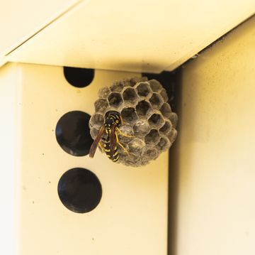 wasp nest under the overhang of a house