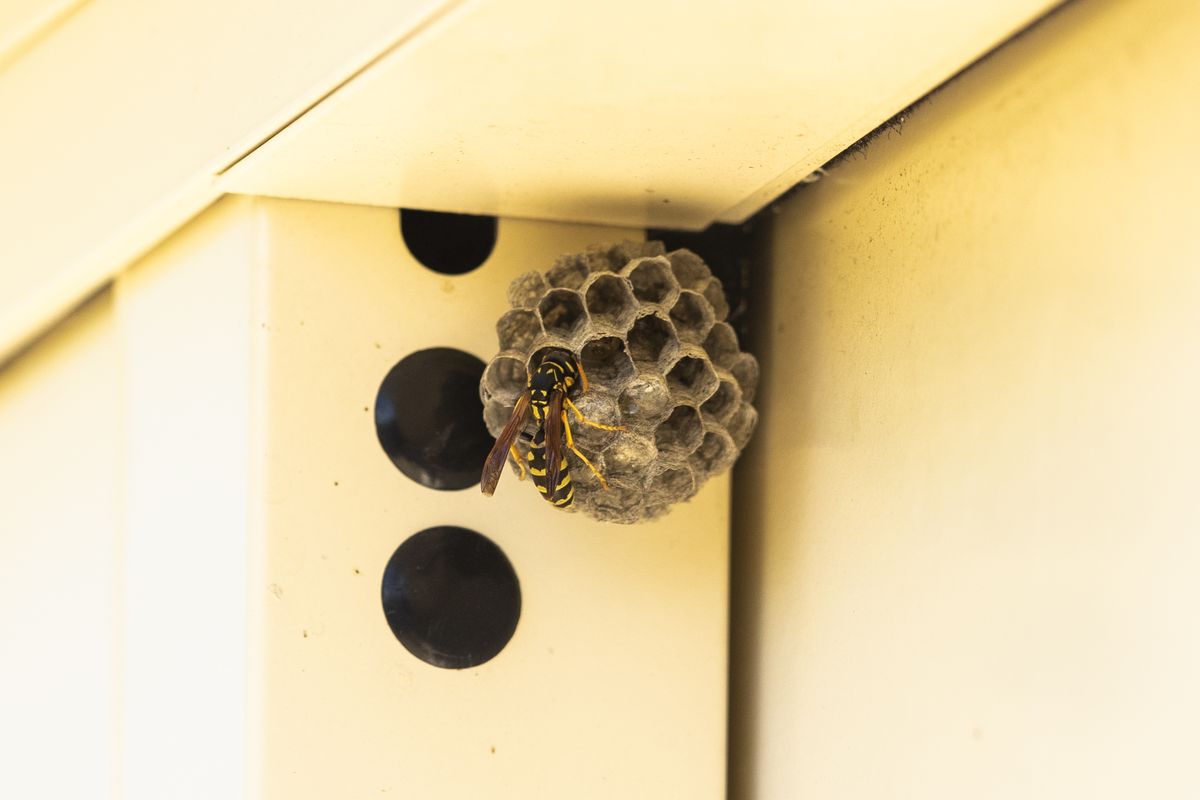 wasp nest under the overhang of a house