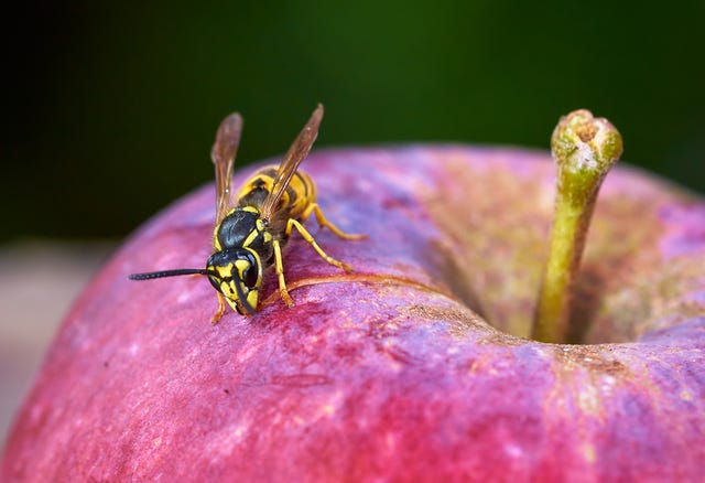 How To Keep Wasps At Bay This Summer