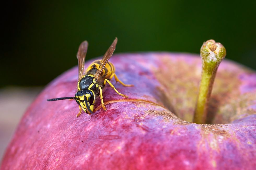 wasp on apple
