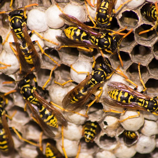 how to get rid of wasps