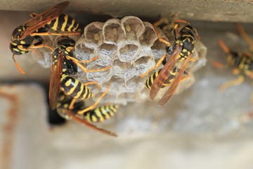 wasps