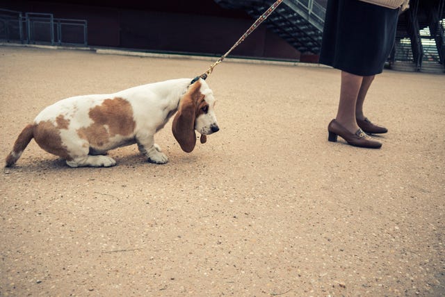 wat wil mijn hond beter begrijpen huisdier emoties