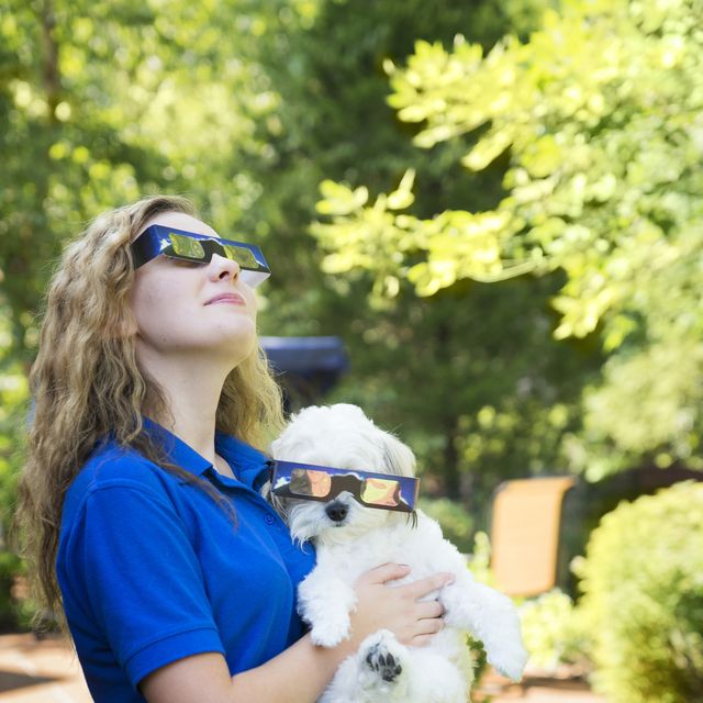 watching the eclipse with dog