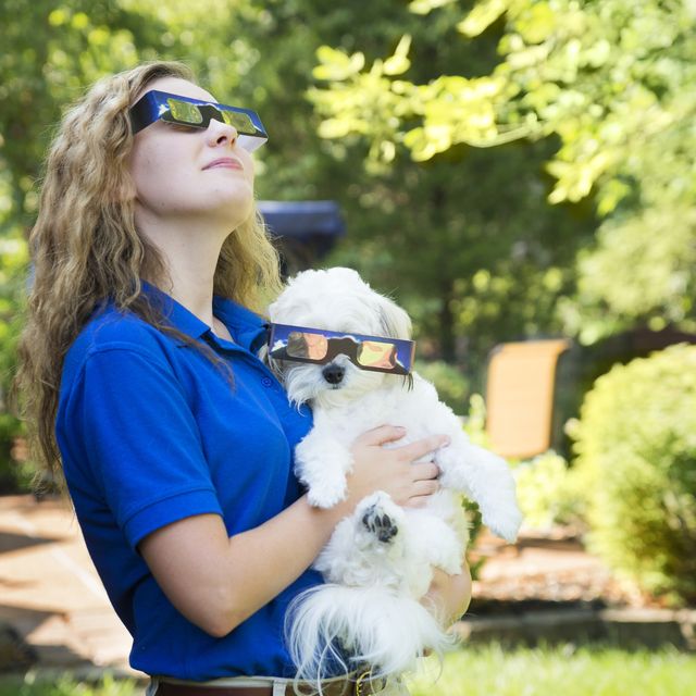 watching the eclipse with dog