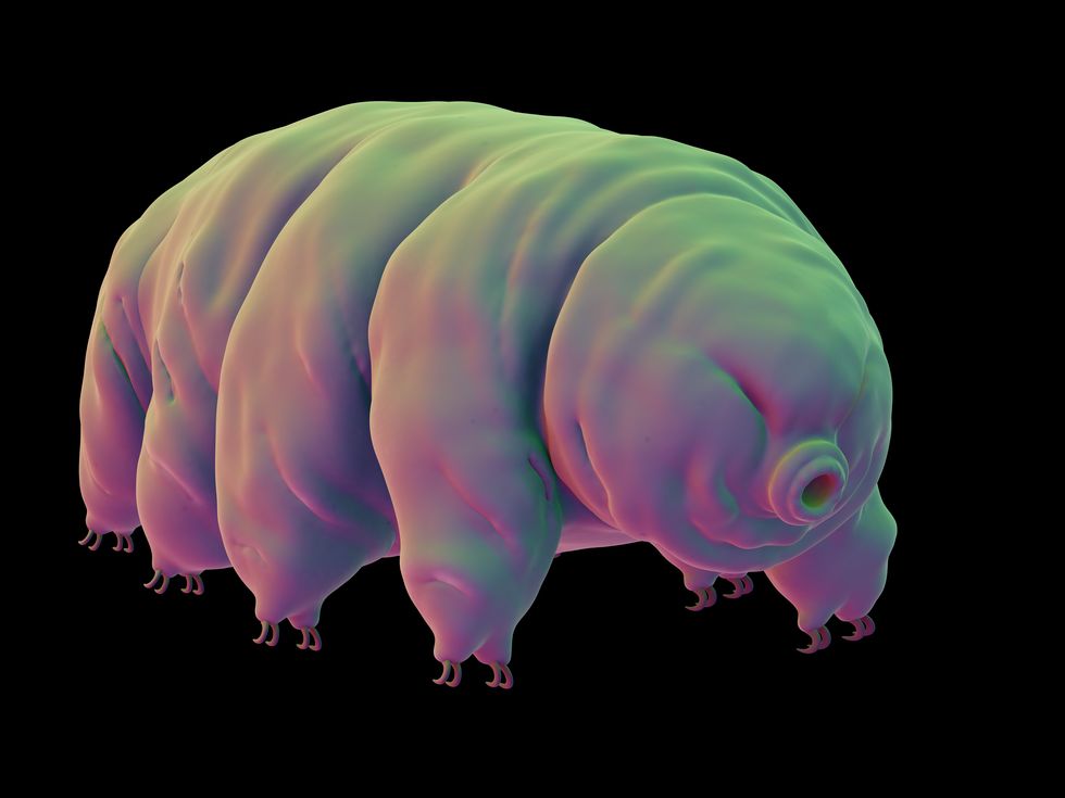water bear tardigrades