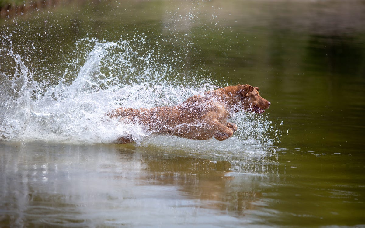 17 Water Dog Breeds That Give a New Meaning to 'Doggie Paddle