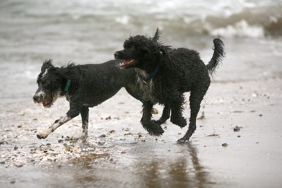 https://hips.hearstapps.com/hmg-prod/images/water-dogs-dogs-that-like-swimming-american-water-spaniel-1578333853.jpg?crop=0.668xw:1.00xh;0.0969xw,0&resize=980:*