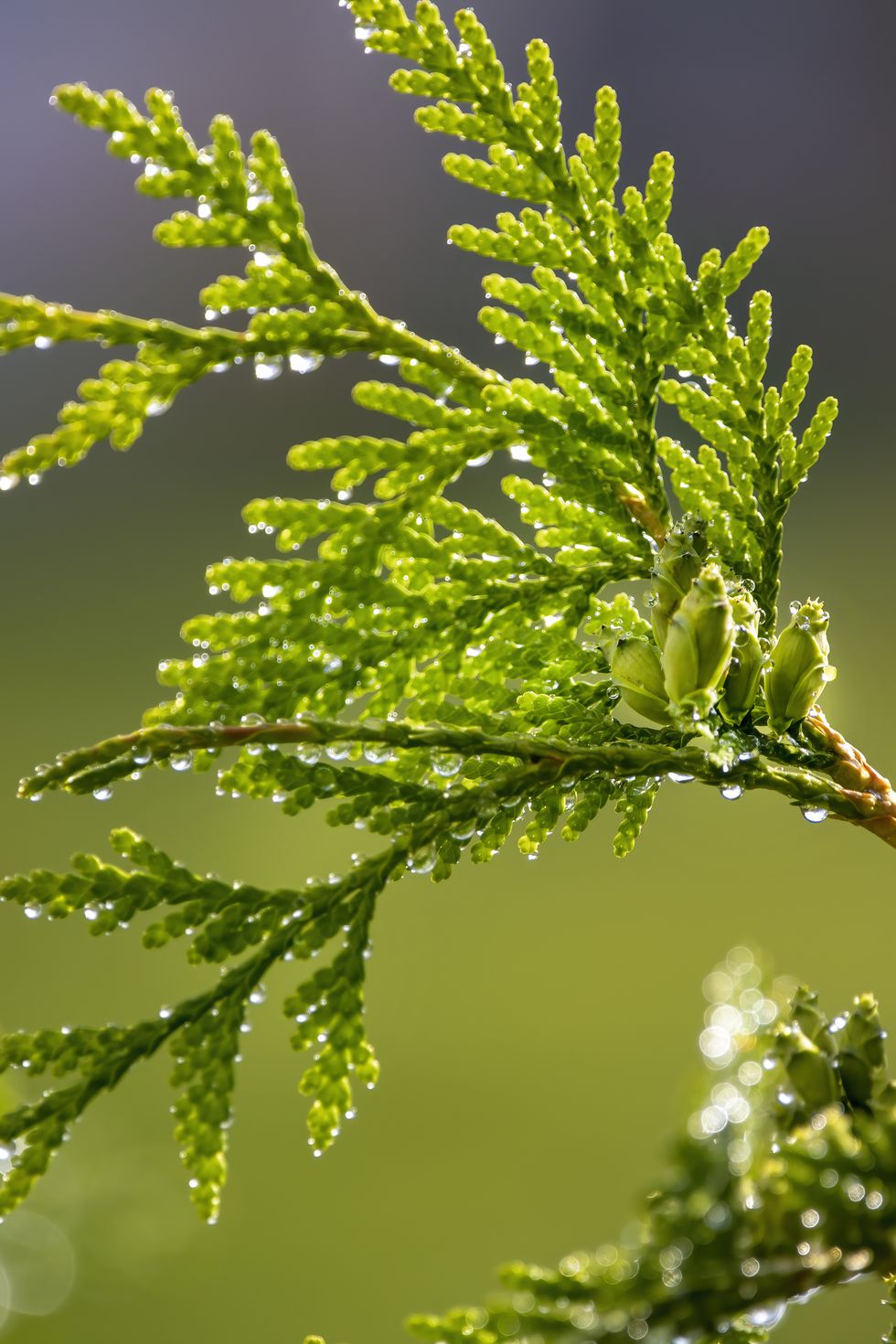 water drops on cedar leaf