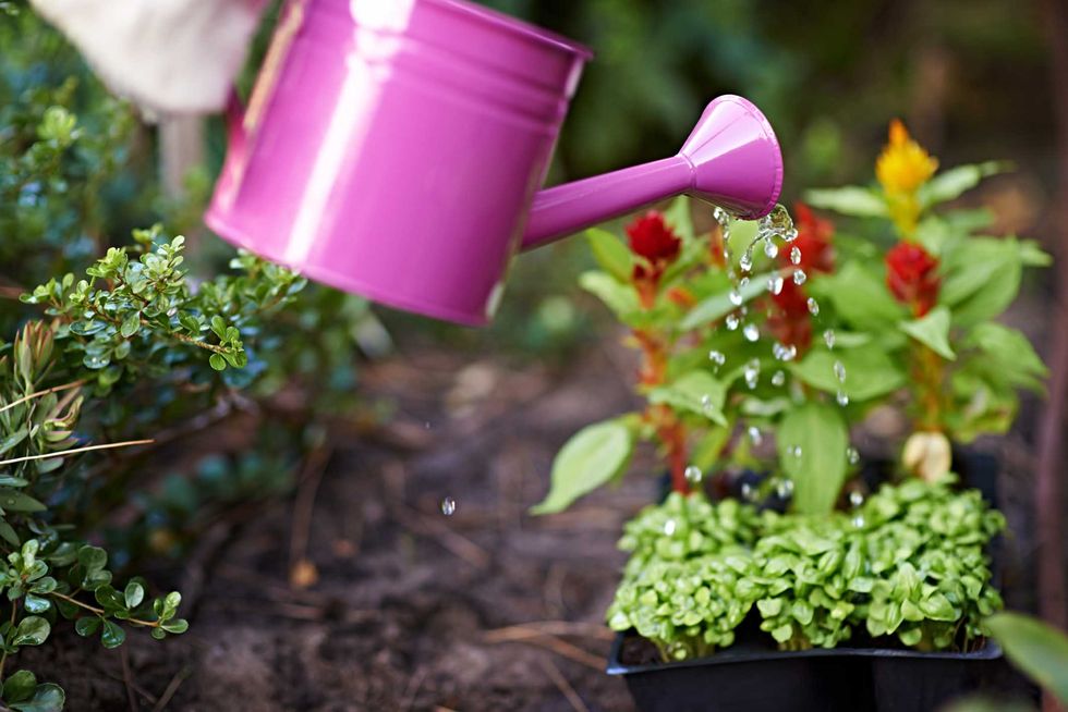 Flowerpot, Watering can, Garden, Plant, Flower, Houseplant, Herb, Annual plant, Gardening, geranium, 