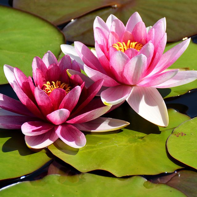 water lilies lake france