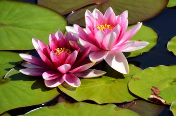 water lilies lake france