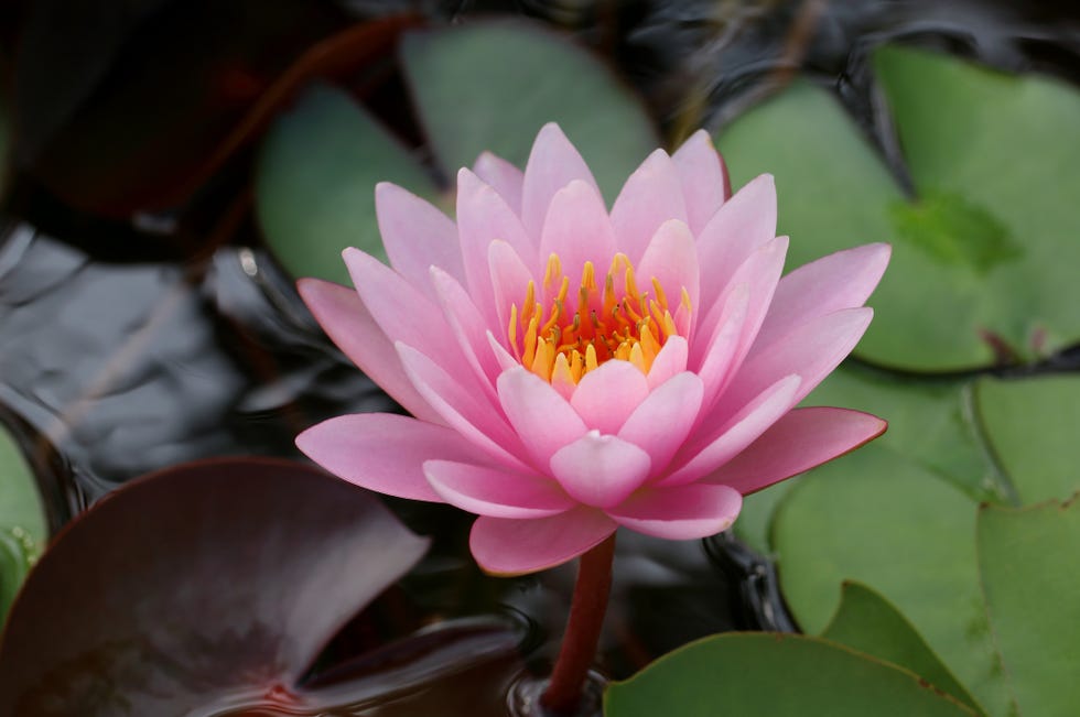 July Birth Flower Meanings: Larkspur and Water Lilies