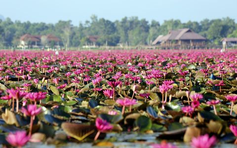 water lilies thale noi waterfowl park, phatthalung