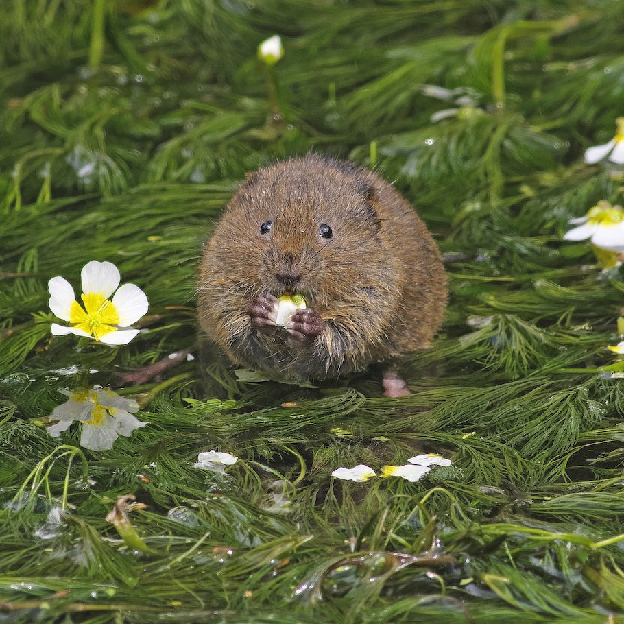 a water vole arvicola amphibius feeding on the edge of a stream picture taken in swindon, wiltshire, england on the 7th of june 2022