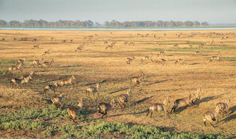 Er zijn nu meer dan 55000 waterbokken in Gorongosa wat een teken is van de uitstekende kwaliteit van het leefgebied