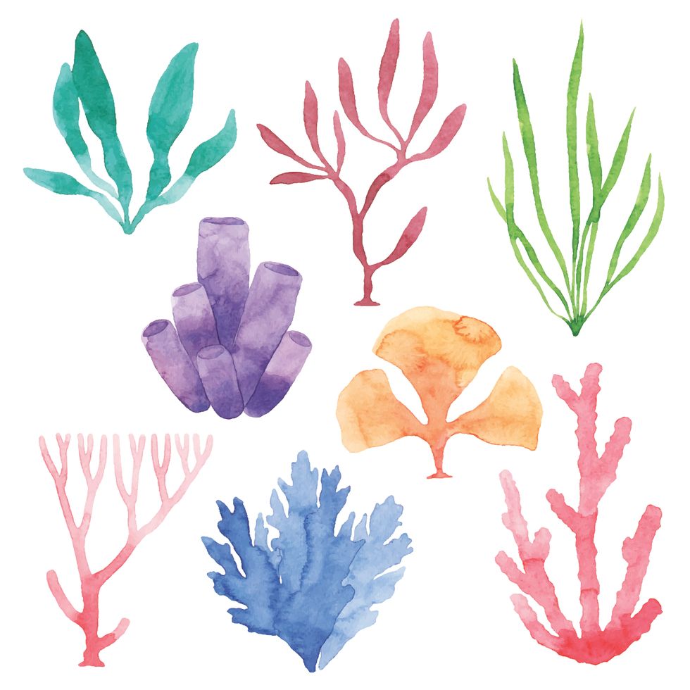 watercolor sea plants set