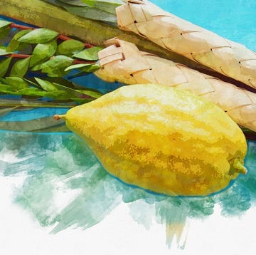 watercolor style and abstract image of Jewish festival of Sukkot. Traditional symbols (The four species): Etrog, lulav, hadas, arava watercolor style and abstract image of jewish festival of sukkot traditional symbols the four species etrog, lulav, hadas, arava