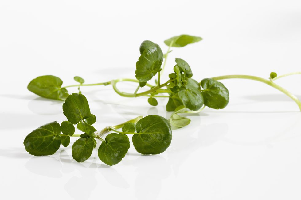 watercress herbs on white background, close up