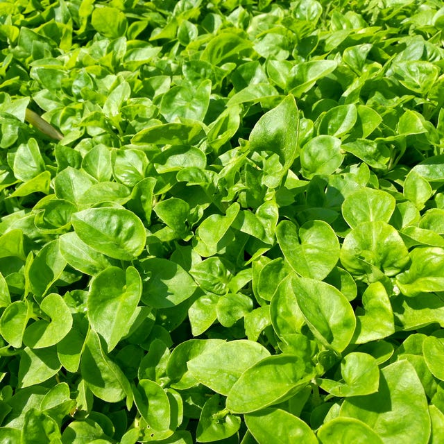 watercress in vegetable garden