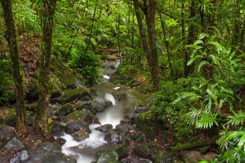 PUERTO RICOIn het El Yunque National Forest het enige tropische regenwoud dat onder toezicht staat van de US Forest Service kun je felgroene Puertoricaanse amazones bewonderen papegaaien die momenteel door wetenschappers voor uitsterving worden behoed Bezoek het observatorium van Arecibo waar de bijna 305 meter grote radiotelescoop de hemel afspeurt naar buitenaardse intelligentie