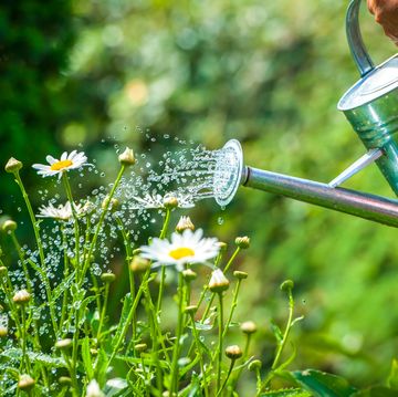 watering flowers with a watering can