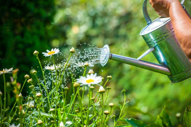 watering flowers with a watering can