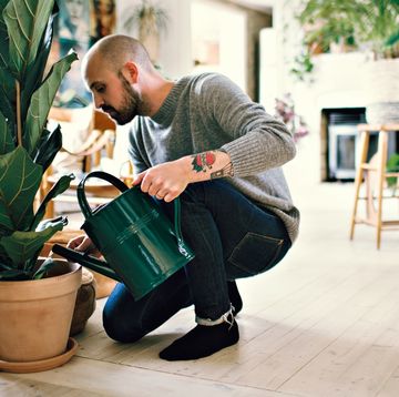 man using metal watering can to water fiddle leaf fig plant in apartment