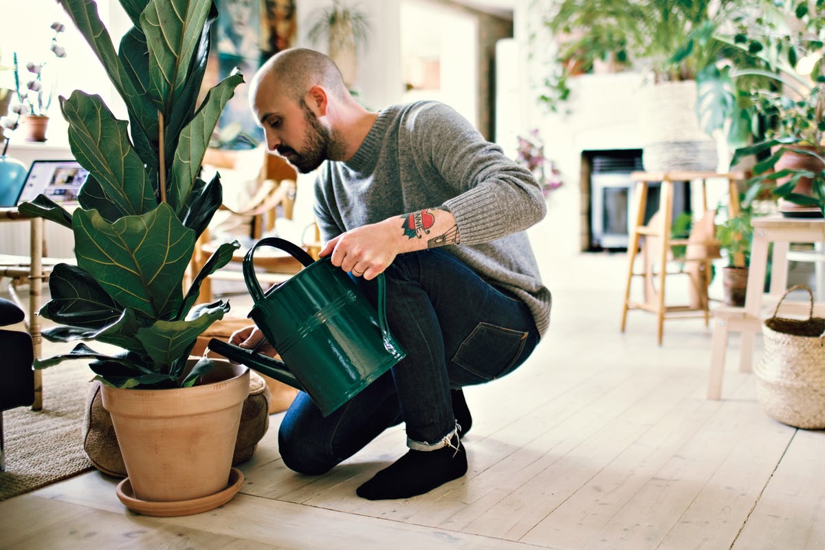 man using metal watering can to water fiddle leaf fig plant in apartment