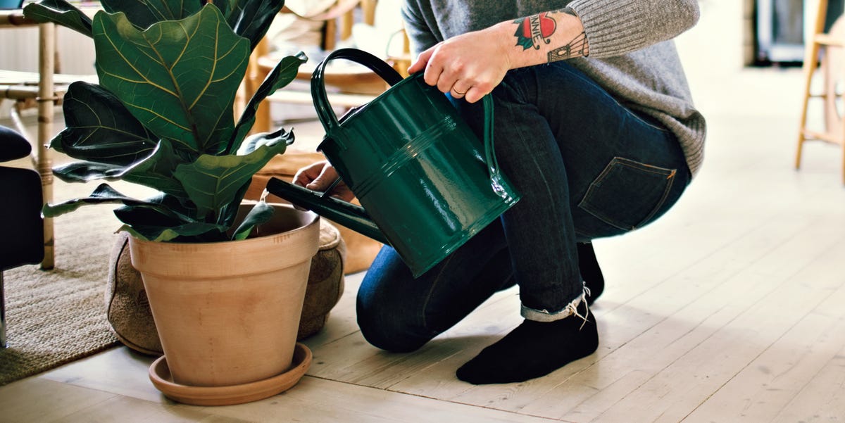 man using metal watering can to water fiddle leaf fig plant in apartment man using metal watering can to water fiddle leaf fig plant in apartment