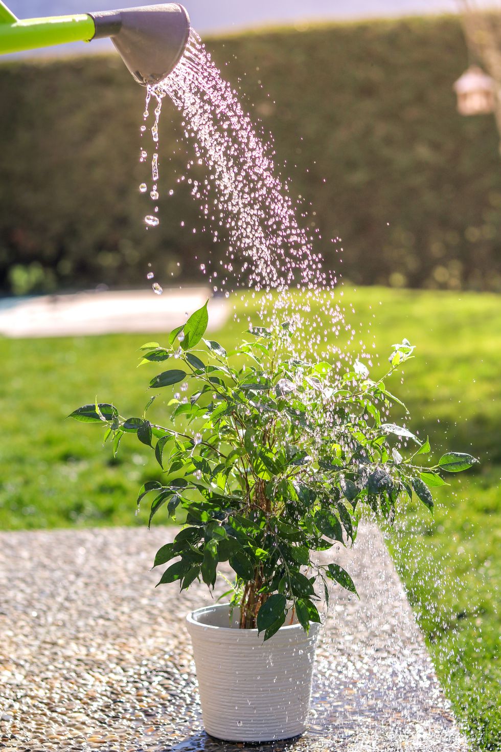 watering green flower pot in garden at bright sunny summer day from watering can small ficus benjamina bush in white pot under water drops at sunlight