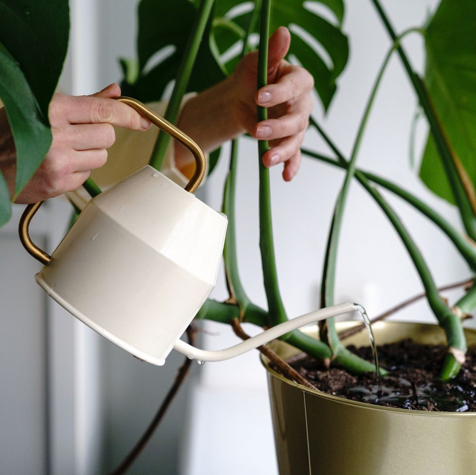 cropped hand of woman watering plant