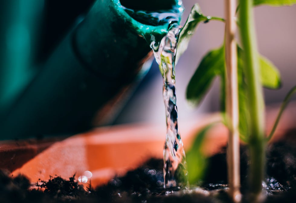 Watering the plants, close up