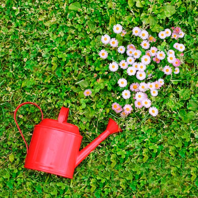 red watering can on grass next to pink flowers