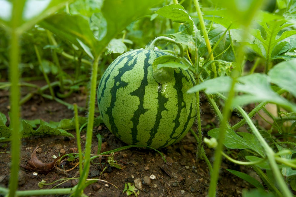 watermelon in organic summer garden