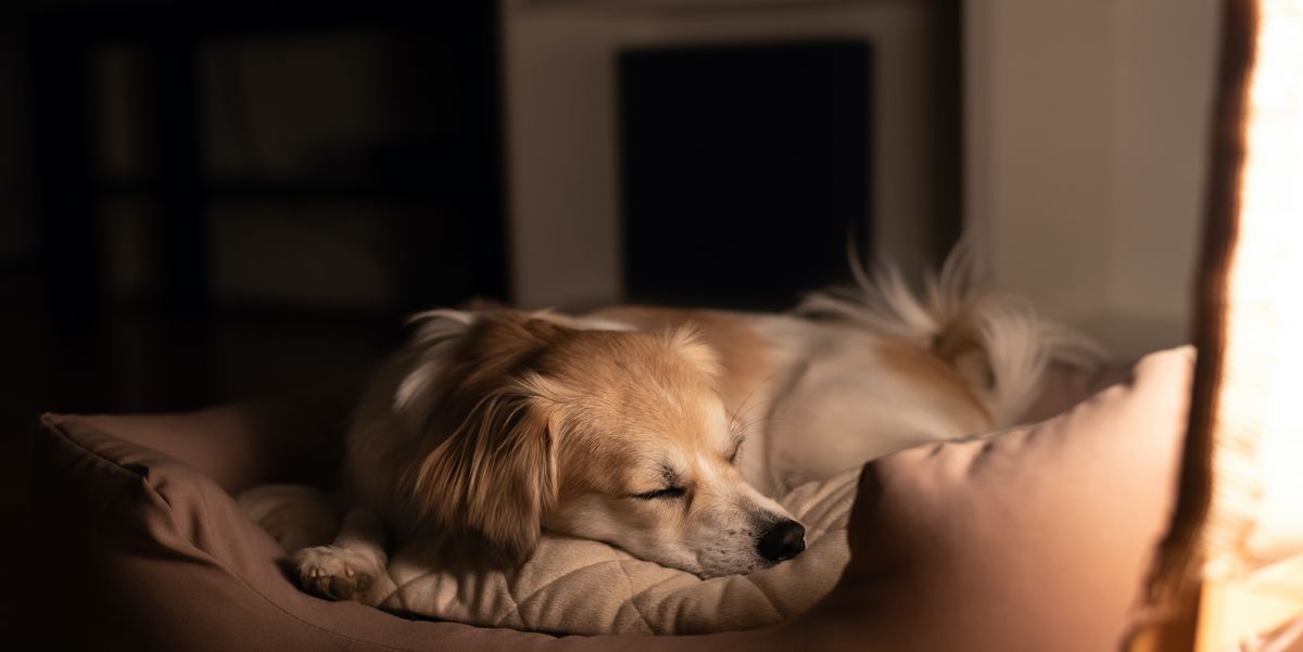 Grit overschreden Figuur 11 Best Waterproof Dog Beds 2022 - Cosy and Water-Resistant