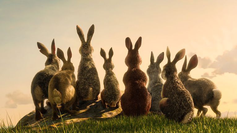 Hare, Rabbits and Hares, Domestic rabbit, Rabbit, Grass, Wildlife, brown hare, Terrestrial animal, Black tailed jackrabbit, Adaptation, 