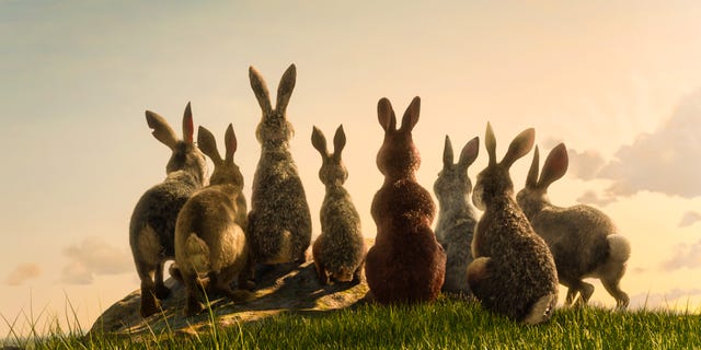 Watership Down BBC One