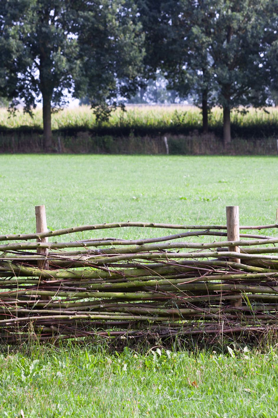 Wattle fence with a corn field in the background