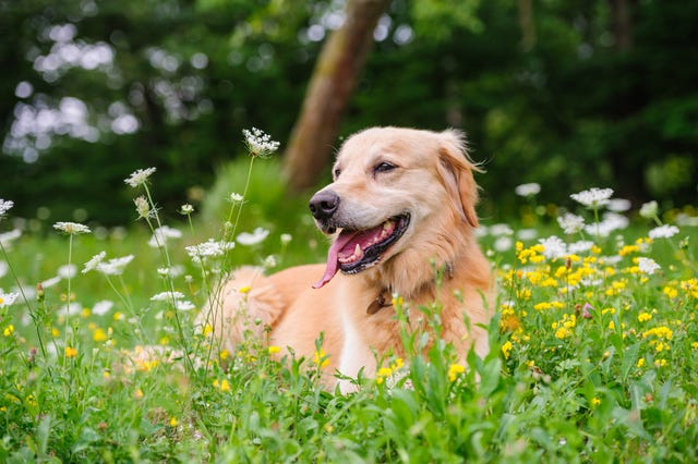 6 Best Ways To Create A Dog-Friendly Garden | Garden For Dogs