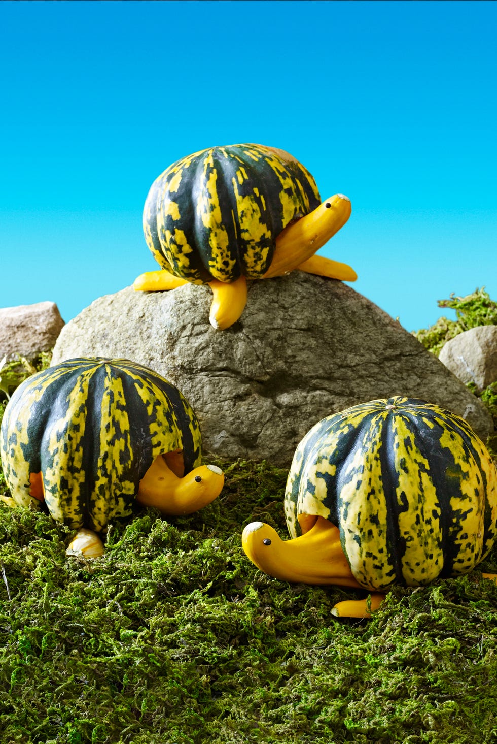 pumpkin carving ideas turtle race