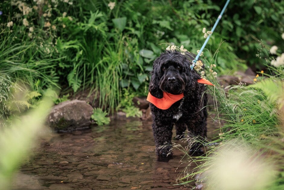 dogs steal the show at rhs chelsea flower show
